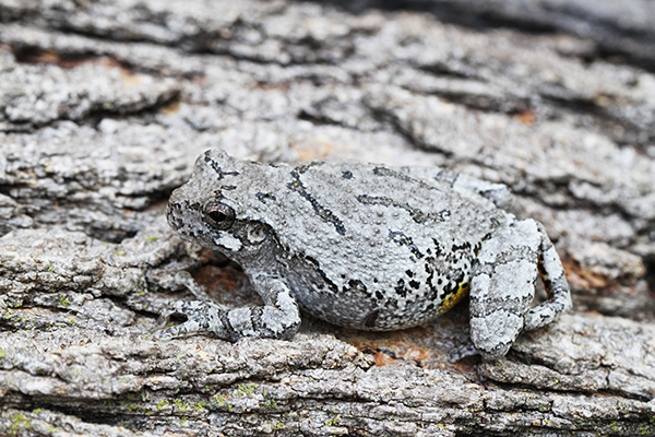 Grey Treefrog photo courtesy of Cornell University