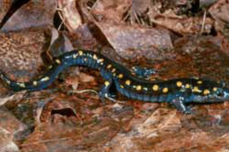 spotted salamander photo courtesy of Cornell University
