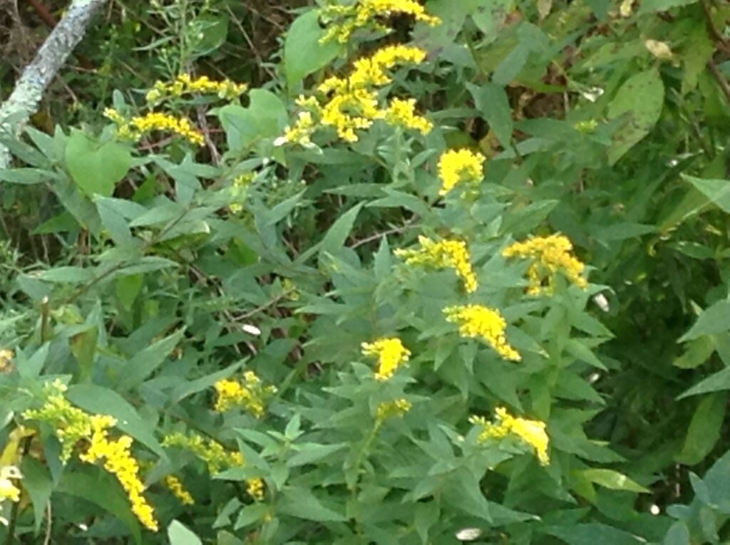 goldenrod found in the woods